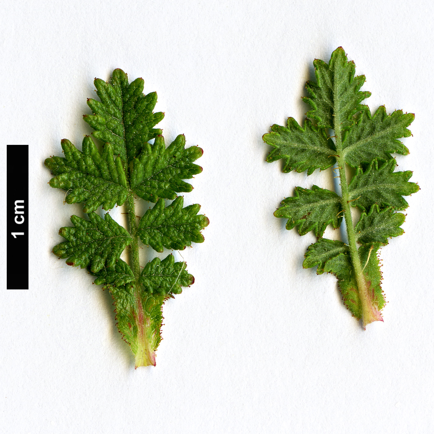 High resolution image: Family: Rosaceae - Genus: Rosa - Taxon: minutifolia High resolution image: Family: Rosaceae - Genus: Rosa - Taxon: minutifolia